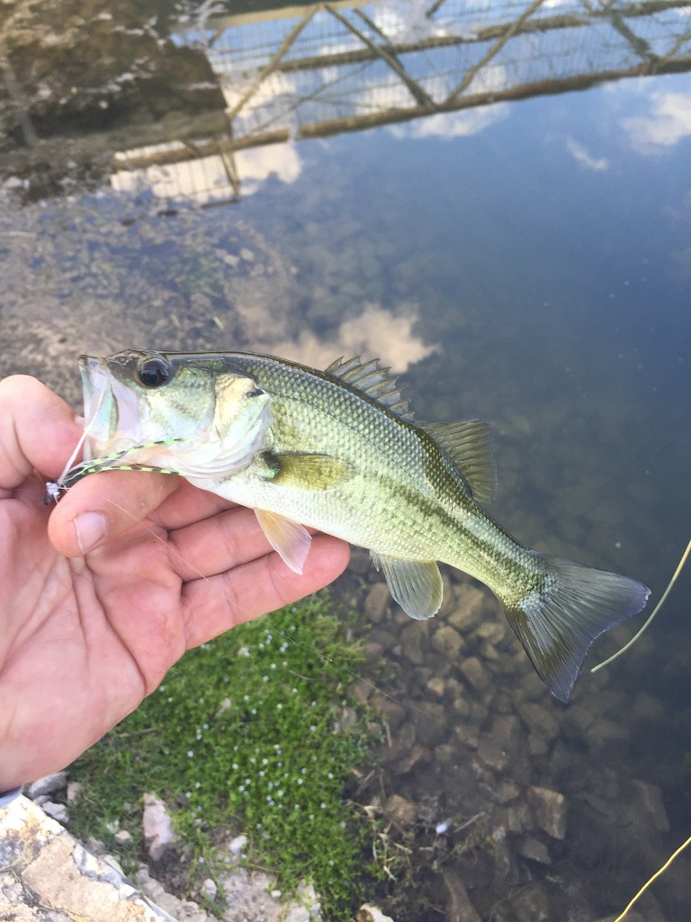 Ultralight Fly Fishing • Sulphur Creek Lampasas TX 27 August 2016